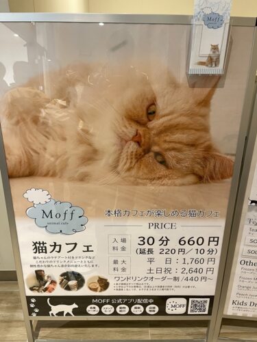 Moffアニマルカフェグランベリーパーク店！南町田の猫カフェ！