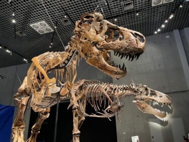 恐竜博2023！上野国立博物館で開催中の恐竜のイベント！
